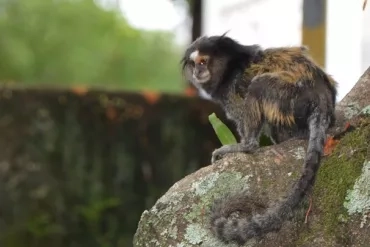 Macaco - Sagui